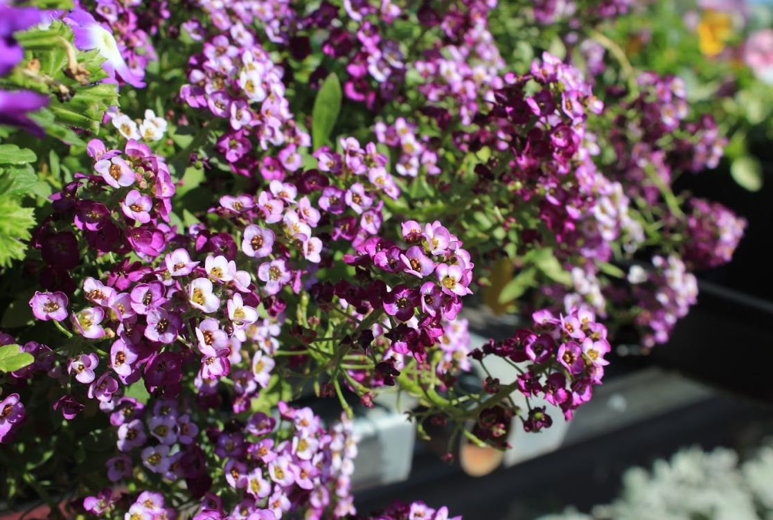 Bigger Than The Bloom: JCCC Hosts ‘Flowers And Folklore’ For Library Week